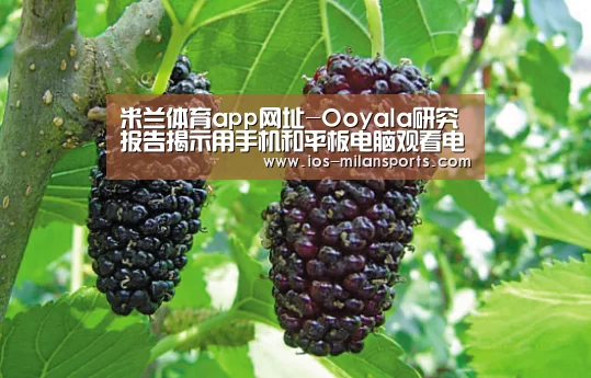 米兰体育app网址-Ooyala研究报告揭示用手机和平板电脑观看电视和视频的新态势(图4) 米兰体育app下载
